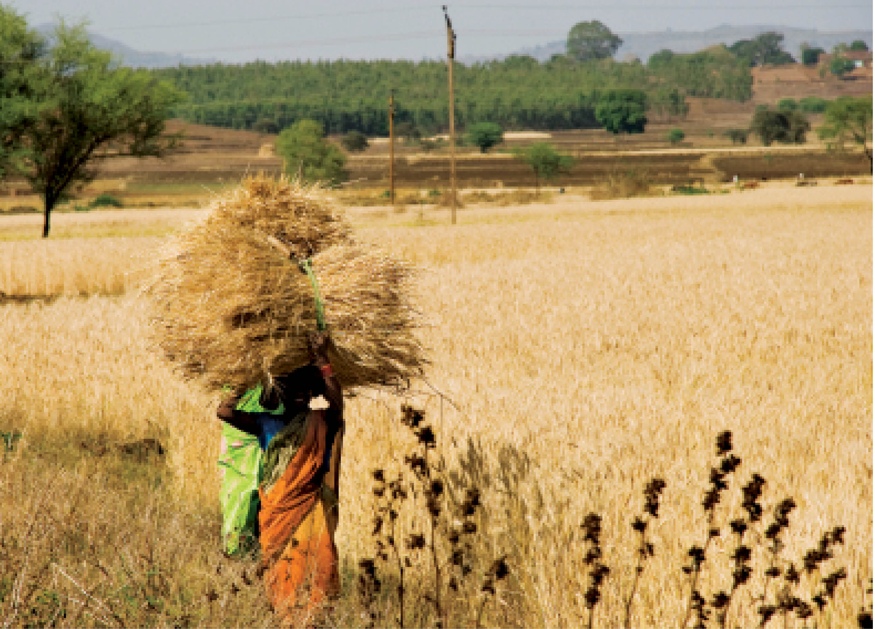 Climate Change and Efficient Nitrogen Management